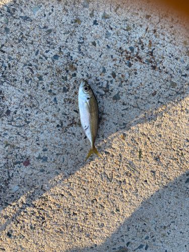 ハマチの釣果