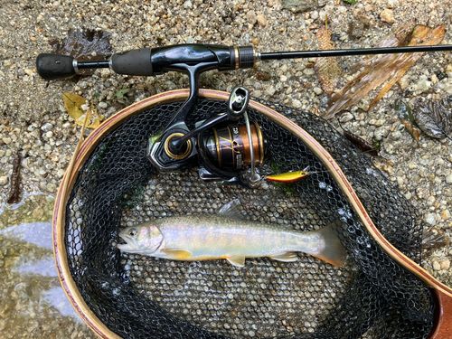 イワナの釣果