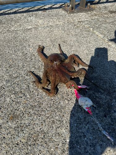 タコの釣果