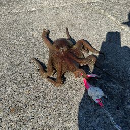 タコ