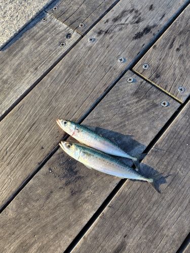 サバの釣果