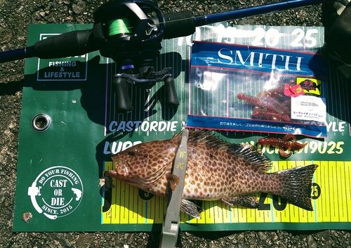 オオモンハタの釣果