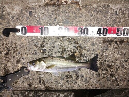 シーバスの釣果