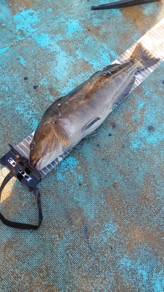 アイナメの釣果