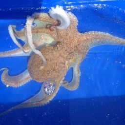 タコ