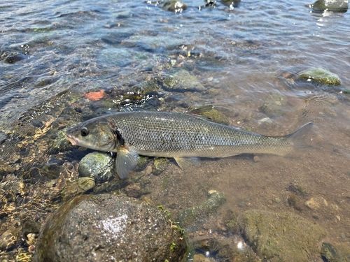 ウグイの釣果