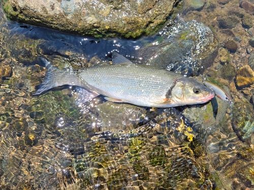 ウグイの釣果