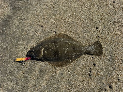 ソゲの釣果