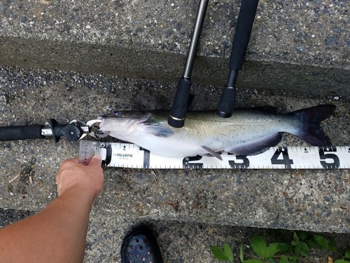 ナマズの釣果