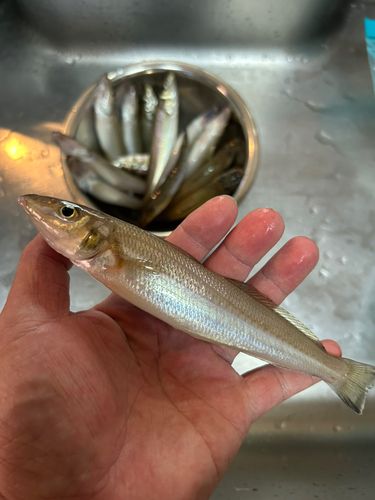 キスの釣果