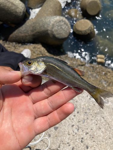 セイゴ（ヒラスズキ）の釣果