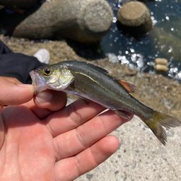 セイゴ（ヒラスズキ）