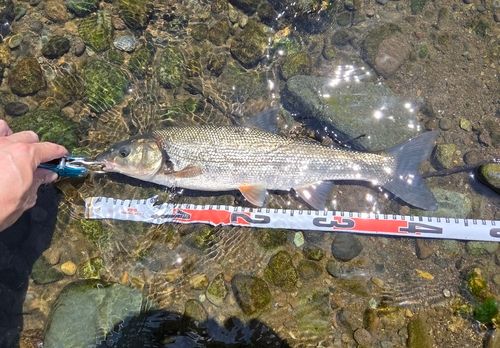 ウグイの釣果
