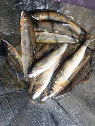 アユの釣果