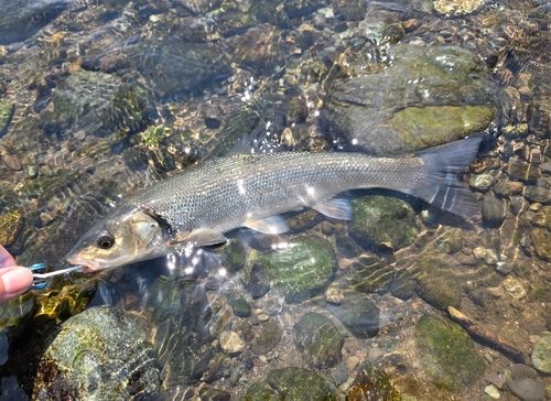 ウグイの釣果