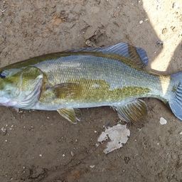 スモールマウスバス