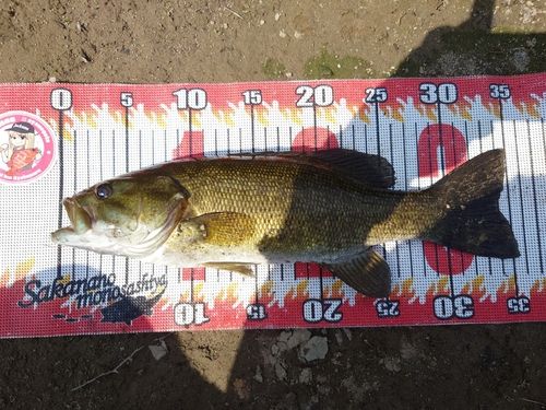 スモールマウスバスの釣果