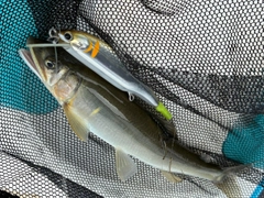 アユの釣果