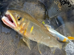 アユの釣果