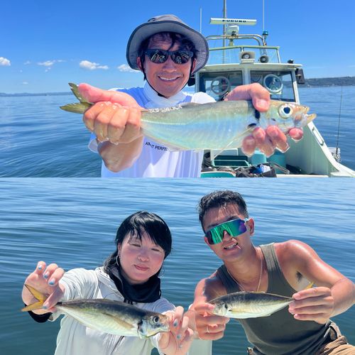 マアジの釣果
