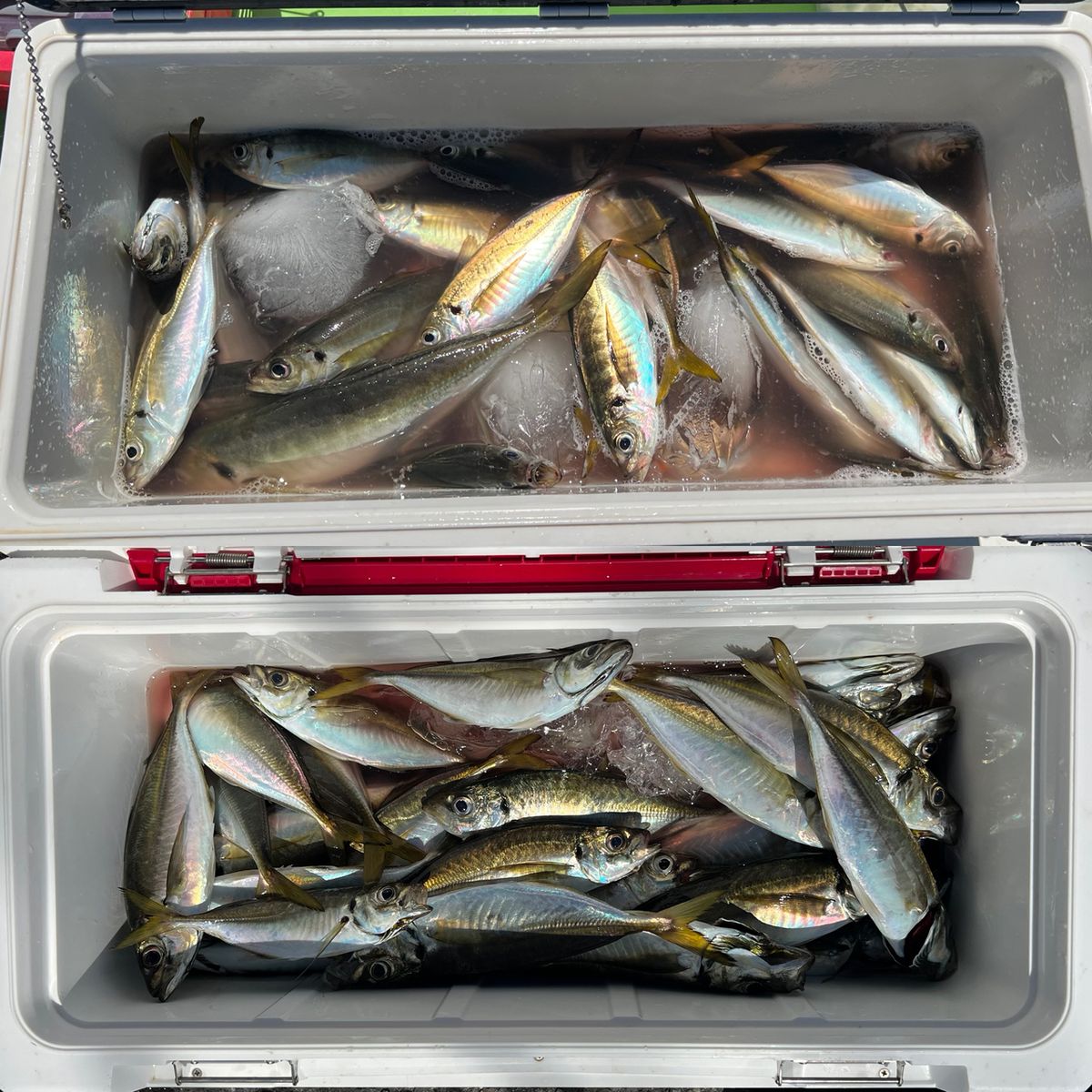 政信丸さんの釣果 3枚目の画像