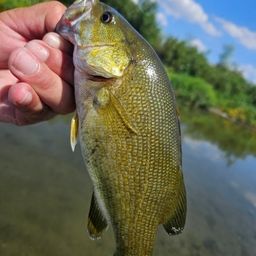 スモールマウスバス