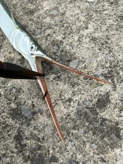 ダツの釣果