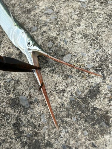 ダツの釣果