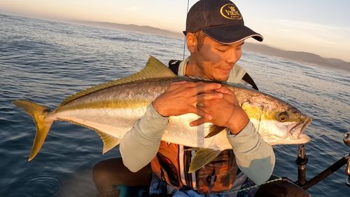 ヒラマサの釣果