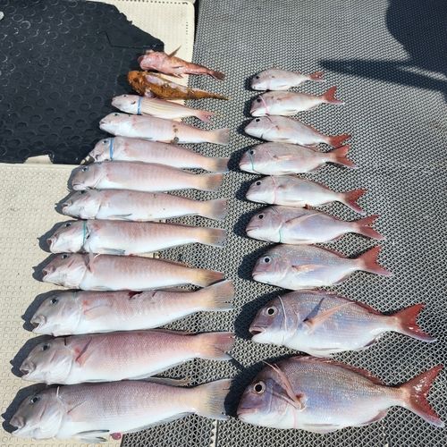 シロアマダイの釣果