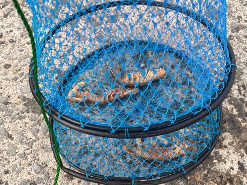 シャコの釣果
