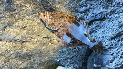 ソゲの釣果