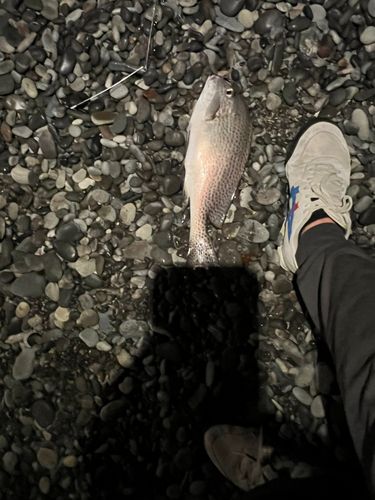 コロダイの釣果