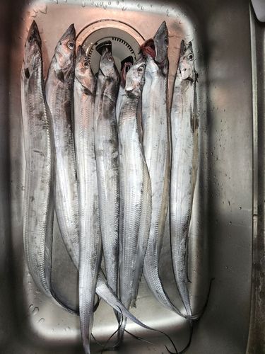 タチウオの釣果