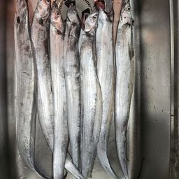 タチウオ