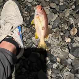 クロホシフエダイ