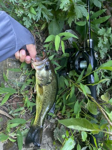 ブラックバスの釣果
