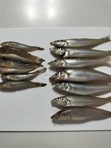 キスの釣果