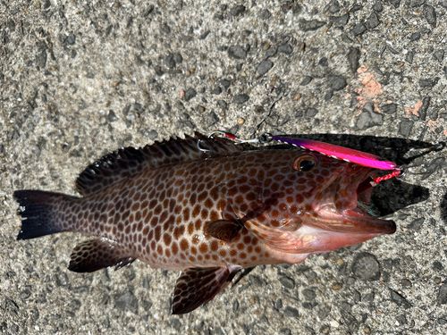 オオモンハタの釣果
