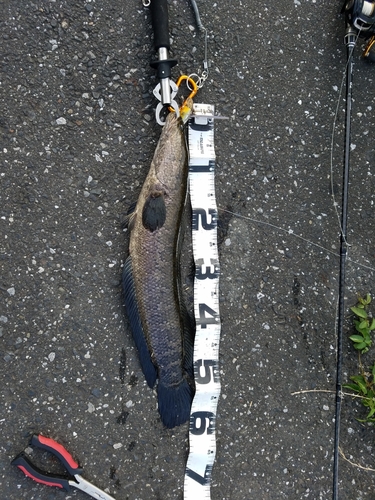 カムルチーの釣果