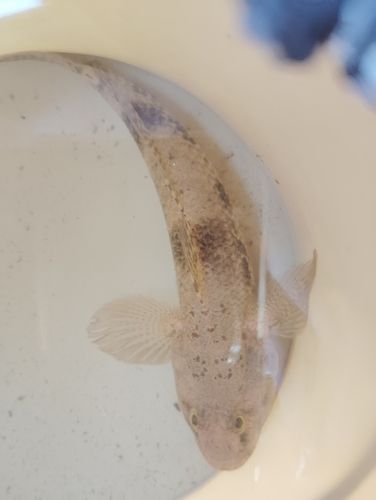ハゼの釣果