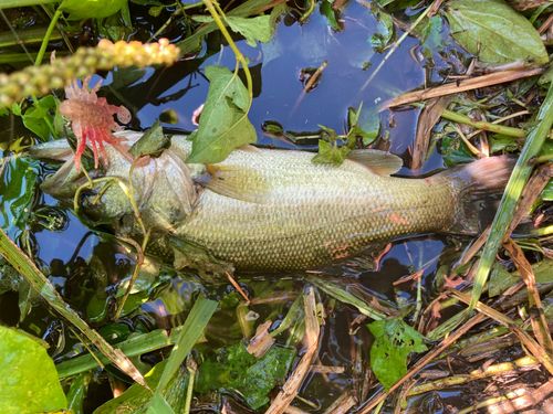 ブラックバスの釣果