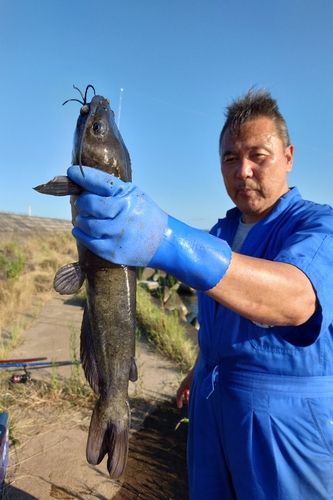 アメリカナマズの釣果