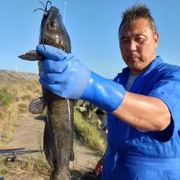 アメリカナマズ