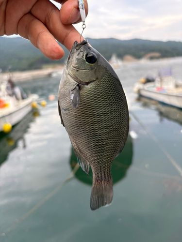 メジナの釣果