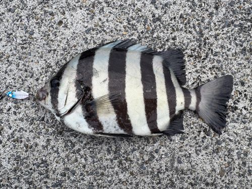 イシダイの釣果