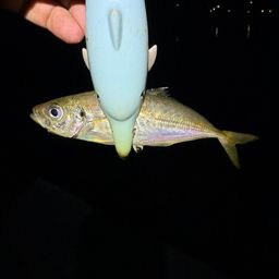 アジ