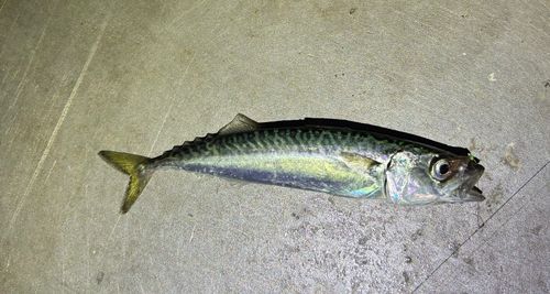 サバの釣果