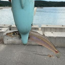 シロギス