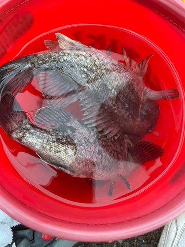 クロソイの釣果